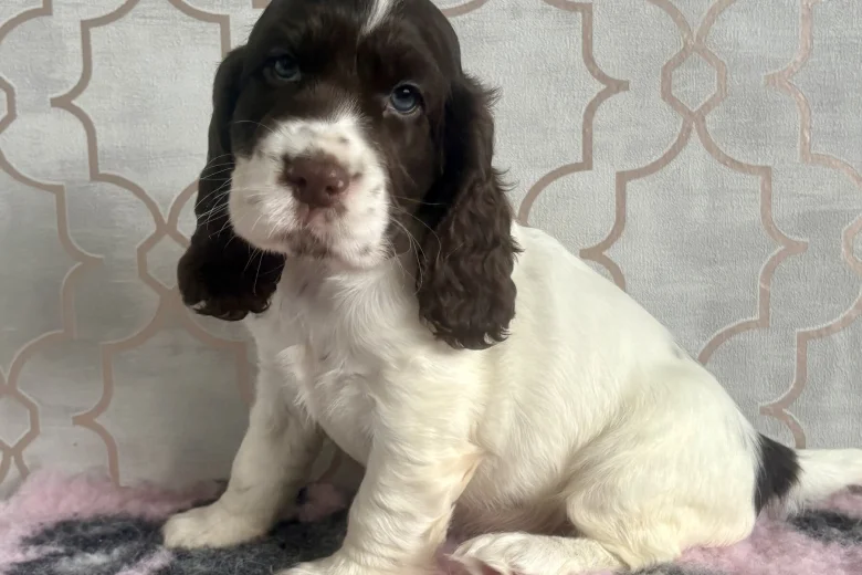 Cocker Spaniel (Show)