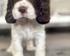 Cocker Spaniel (Show)