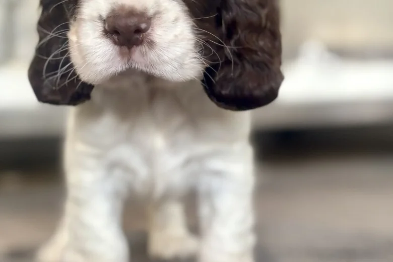 Cocker Spaniel (Show)
