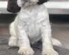 Cocker Spaniel (Show)