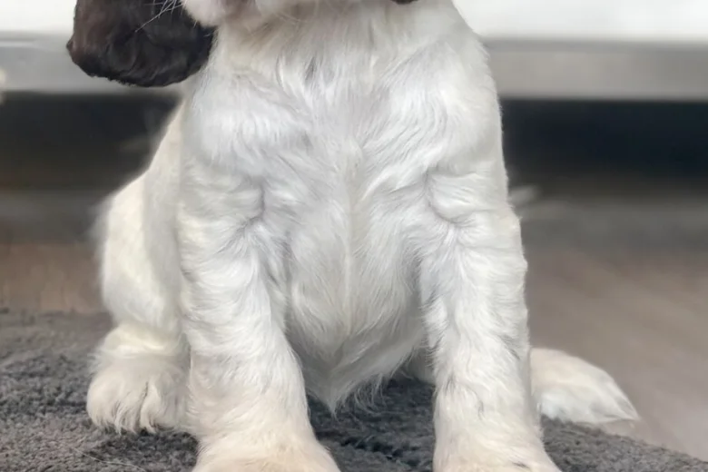 Cocker Spaniel (Show)