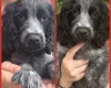 Cocker Spaniel (Show)