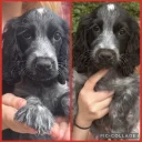 Cocker Spaniel (Show)