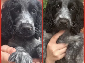 Cocker Spaniel (Show)