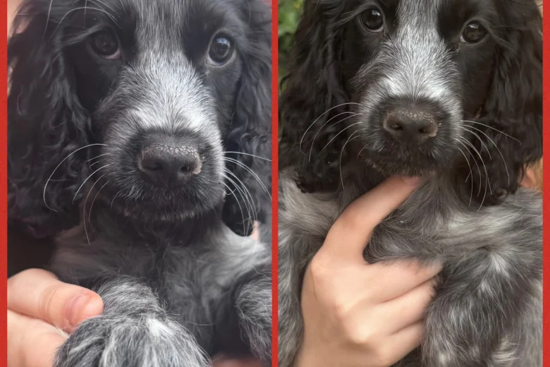 Cocker Spaniel (Show)