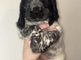 Cocker Spaniel (Show)