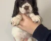 Cocker Spaniel (Show)