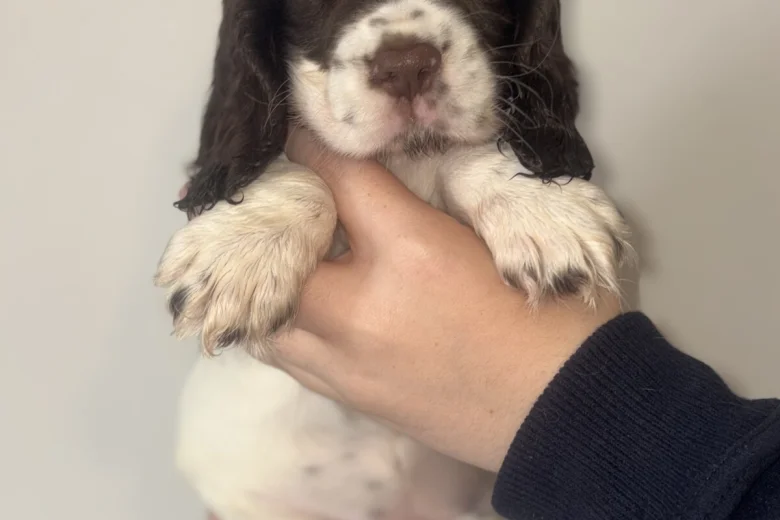 Cocker Spaniel (Show)