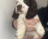 Cocker Spaniel (Show)