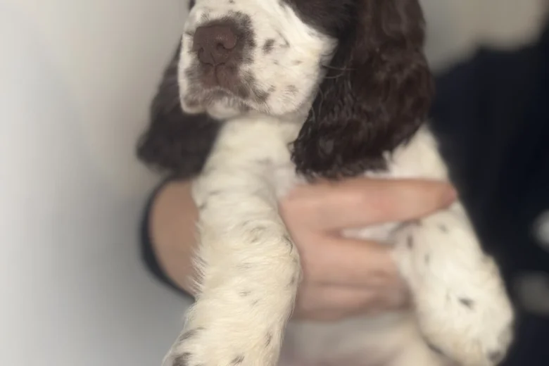 Cocker Spaniel (Show)