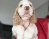 Cocker Spaniel (Show)