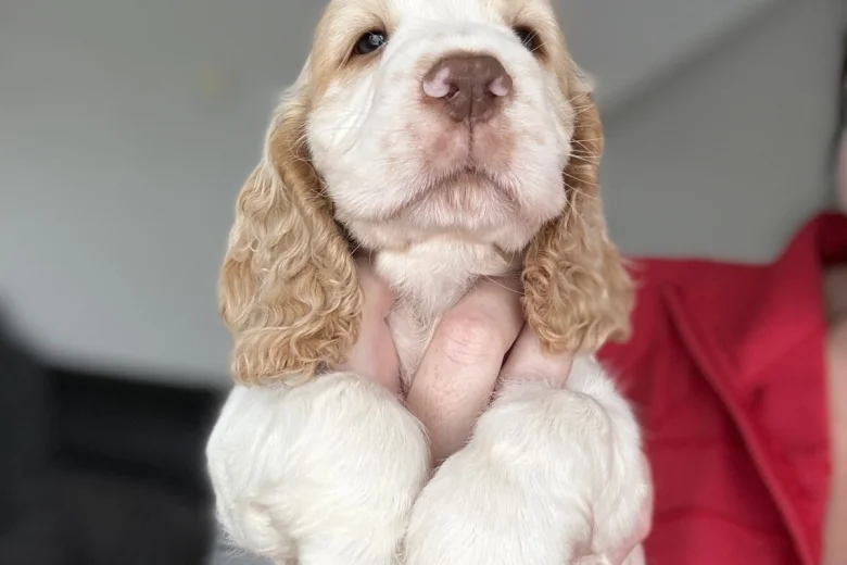 Cocker Spaniel (Show)