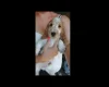 Cocker Spaniel (Show)