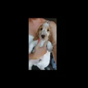 Cocker Spaniel (Show)