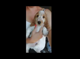 Cocker Spaniel (Show)