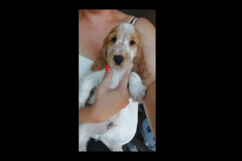 Cocker Spaniel (Show)