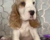 Cocker Spaniel (Show)