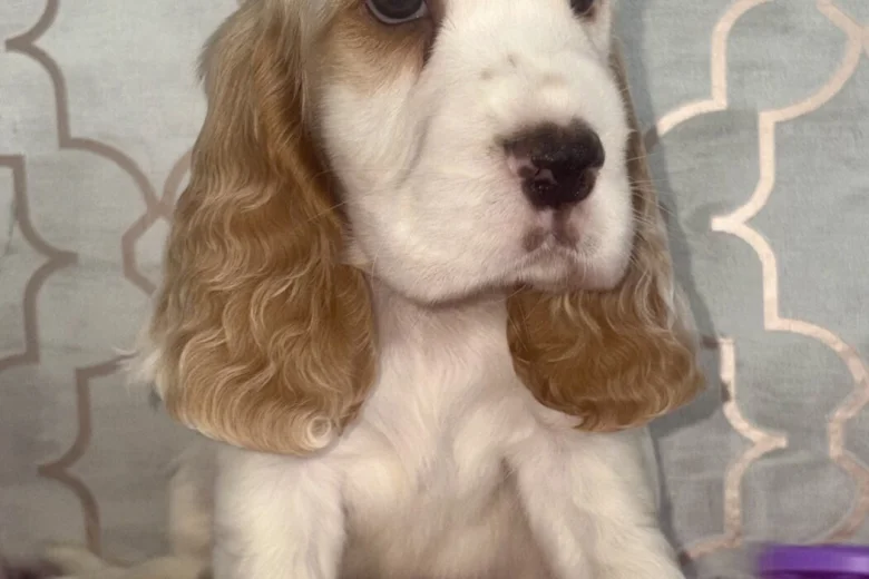 Cocker Spaniel (Show)