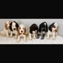 Cocker Spaniel (Show)
