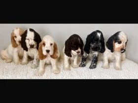 Cocker Spaniel (Show)