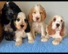Cocker Spaniel (Show)