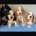 Cocker Spaniel (Show)