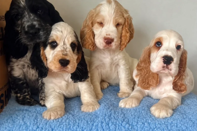 Cocker Spaniel (Show)