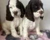 Cocker Spaniel (Show)