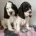 Cocker Spaniel (Show)