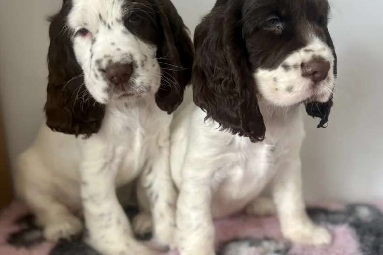 Cocker Spaniel (Show)