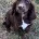 Cocker Spaniel (Show)