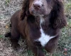 Cocker Spaniel (Show)