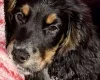 Cocker Spaniel (Show)