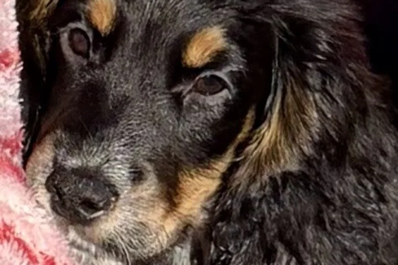 Cocker Spaniel (Show)