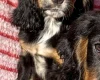 Cocker Spaniel (Show)