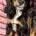 Cocker Spaniel (Show)