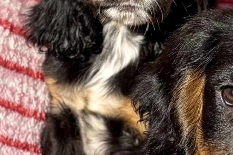 Cocker Spaniel (Show)