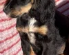 Cocker Spaniel (Show)