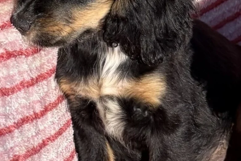 Cocker Spaniel (Show)