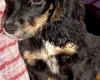 Cocker Spaniel (Show)