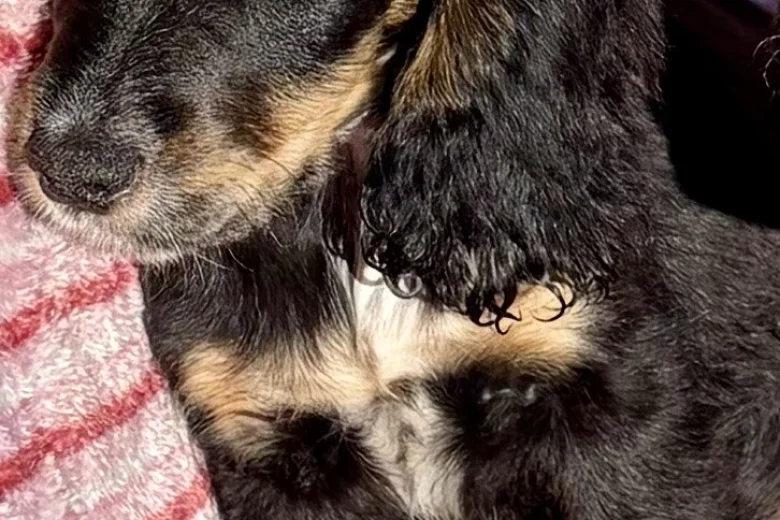Cocker Spaniel (Show)