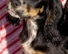 Cocker Spaniel (Show)