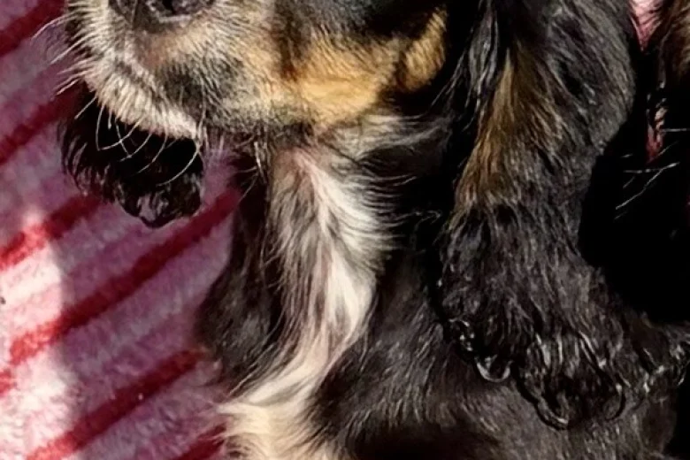 Cocker Spaniel (Show)