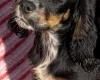 Cocker Spaniel (Show)