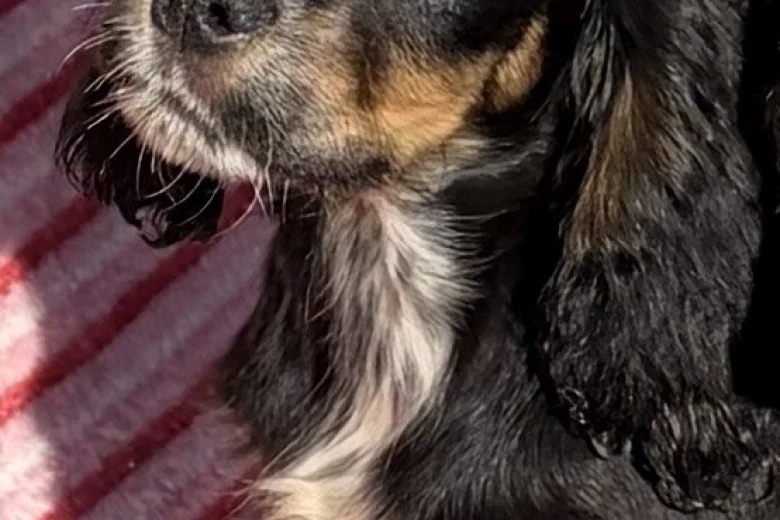 Cocker Spaniel (Show)