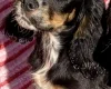 Cocker Spaniel (Show)