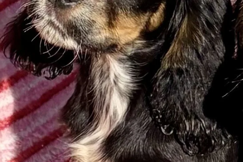 Cocker Spaniel (Show)