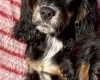 Cocker Spaniel (Show)