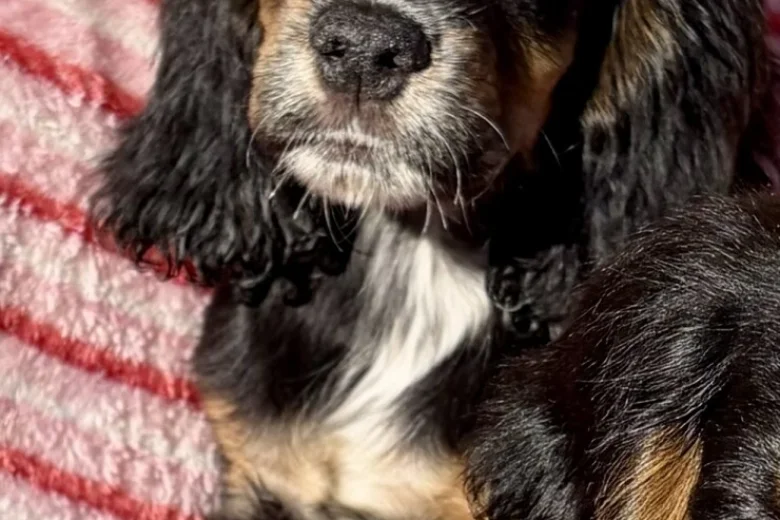 Cocker Spaniel (Show)