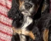 Cocker Spaniel (Show)